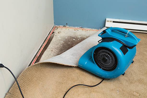 Best Mold removal after water damage  in Glendive, MT